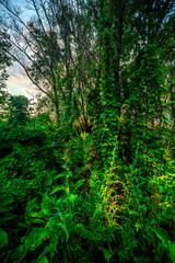Big green grass on trees in forest , summer sunrise and morning in woodlands . Beautiful sky , a lot of grass , sunlight . Wild naure at summer morning , green colors. Trees covered by grass 