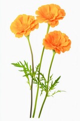 Obraz premium Three vibrant orange flowers with green leaves against a white background, perfect for spring or floral-themed designs.