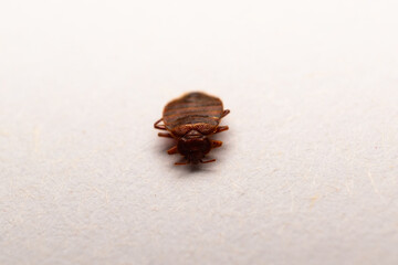 dead bedbug