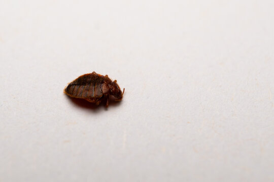 dead bedbug