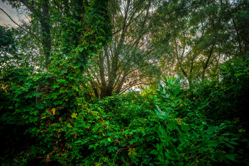 Big green grass on trees in forest , summer sunrise and morning in woodlands . Beautiful sky , a lot of grass , sunlight . Wild naure at summer morning , green colors. Trees covered by grass 