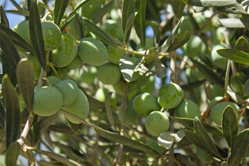 green olive fruits close up on tree branch with lush foliage and copy space. concept - gardening and harvest