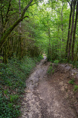 Fototapeta premium Forêt humide au abord de la Valserine