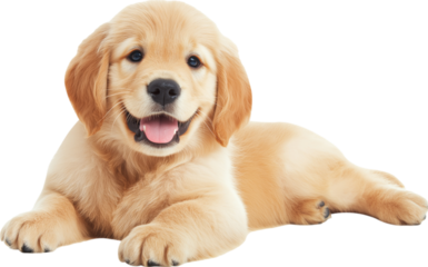 A cheerful golden retriever puppy lounging comfortably isolated on transparent background.
