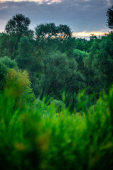 Trees in woodlands , forest beauty . Green leafs , summer morning , green grass , sunlights on field , beautiful landscape . Summer sunrise in forest , woodlands .Trees covered by grass .Clouds 
