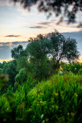 Trees in woodlands , forest beauty . Green leafs , summer morning , green grass , sunlights on field , beautiful landscape . Summer sunrise in forest , woodlands .Trees covered by grass .Clouds 