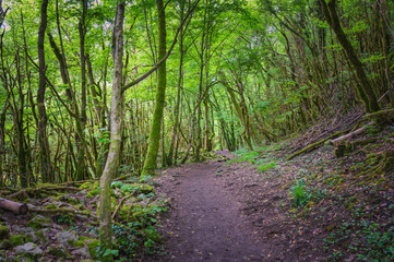 Obraz premium Forêt humide au abord de la Valserine
