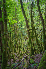 For&ecirc;t humide au abord de la Valserine