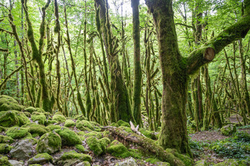 For&ecirc;t humide au abord de la Valserine