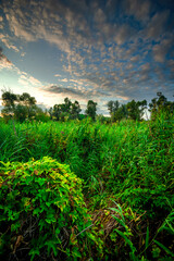 Trees in woodlands , forest beauty . Green leafs , summer morning , green grass , sunlights on field , beautiful landscape . Summer sunrise in forest , woodlands .Trees covered by grass .Clouds 