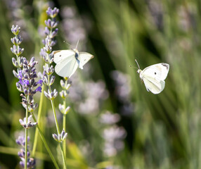 white butterflies flying in nature  close up.