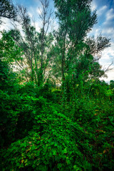 Trees in woodlands , forest beauty . Green leafs , summer morning , green grass , sunlights on field , beautiful landscape . Summer sunrise in forest , woodlands .Trees covered by grass .Clouds 