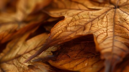 Dried maple leaves pattern which has withered or lacks water botanical background
