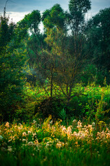 Obraz premium Trees in woodlands , forest beauty . Green leafs , summer morning , green grass , sunlights on field , beautiful landscape . Summer sunrise in forest , woodlands .Trees covered by grass .Clouds 