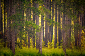 dense forest filled with tall pine trees