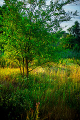 Trees in woodlands , forest beauty . Green leafs , summer morning , green grass , sunlights on field , beautiful landscape . Summer sunrise in forest , woodlands .Trees covered by grass .Clouds 