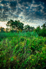 Sunlights throught the forest and trees , beautiful clouds in the sky . Summer morning , green grass . Trees on field , sun over the woods , blue sky .