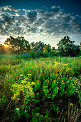 Sunlights throught the forest and trees , beautiful clouds in the sky . Summer morning , green grass . Trees on field , sun over the woods , blue sky .
