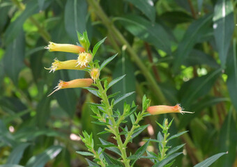 Beautiful close-up of cuphea micropetala
