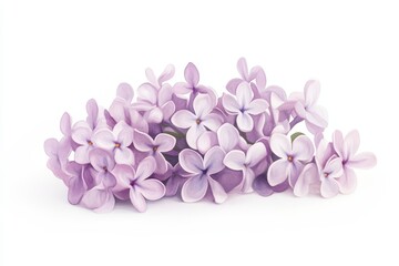 A stunning bunch of delicate lilac flowers against a soft white background, perfect for spring and floral-themed designs.