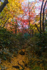 日本の風景・秋　古都鎌倉　紅葉の獅子舞の谷