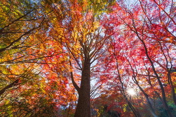 日本の風景・秋　古都鎌倉　紅葉の獅子舞の谷