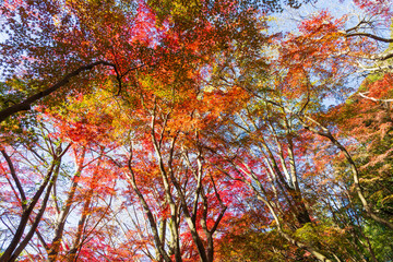 日本の風景・秋　古都鎌倉　紅葉の獅子舞の谷