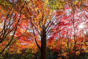 日本の風景・秋　古都鎌倉　紅葉の獅子舞の谷