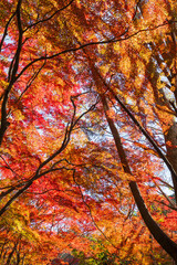 日本の風景・秋　古都鎌倉　紅葉の獅子舞の谷