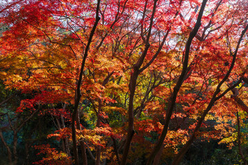 日本の風景・秋　古都鎌倉　紅葉の獅子舞の谷