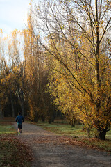 Fototapeta premium Man running in park at autumn morning