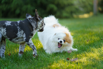 A French Bulldog gazes thoughtfully while a fluffy white dog lies on the grass nearby.