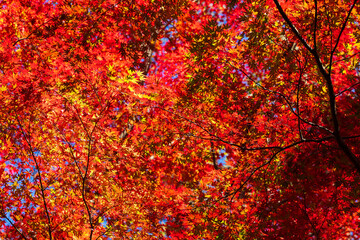 日本の風景・秋　古都鎌倉　紅葉の獅子舞の谷