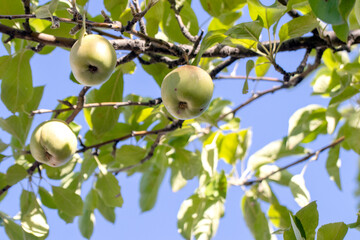 Ripe apple fruits on the branch. Against the sky.