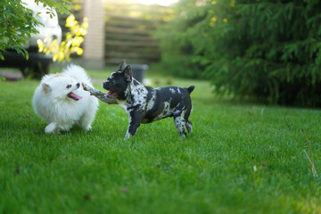 A fluffy white dog and a spotted black dog playfully interact on a grassy lawn.