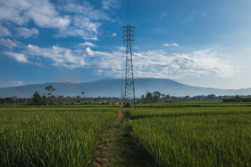 A rice field with mountains in the background