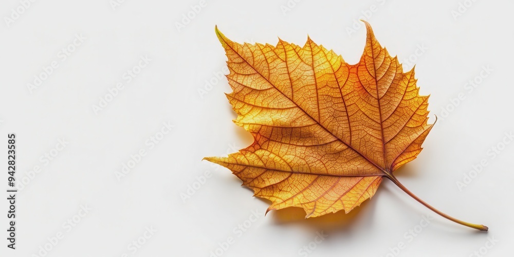 Wall mural leaf with isolated background, , leaf, plant, nature, green, clear,isolated, background, stock photo