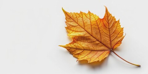 leaf with isolated background, , leaf, plant, nature, green, clear,isolated, background, stock photo, design, botany