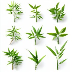 Different realistic bamboo plants with leaf isolated on white background