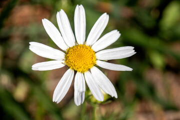 Obraz premium daisy flower closeup