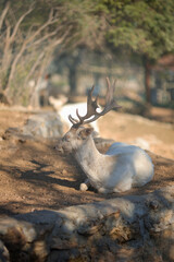 Rare white fallow deer resting in a fall forest. Wild nature travel concept, wild animals safety 