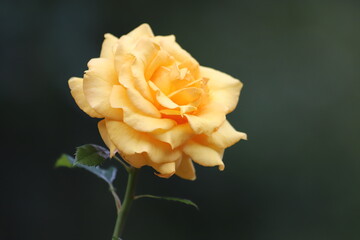 Beautiful yellow rose on a green background. Close up.