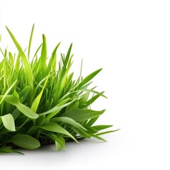 Fototapeta premium Lawn green grass isolated on white background