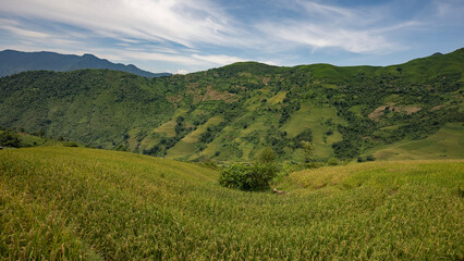 Obraz premium Landscape with green and yellow rice terraced fields and cloudy sky in North Vietnam
