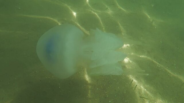 Jellyfish Rootlet in the sea. A large blue jellyfish with a large cap with a dark blue border and tentacles swims in the sea. A marine inhabitant. The most dangerous jellyfish of the Black Sea. 4К