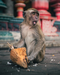 A monkey eating a coconut