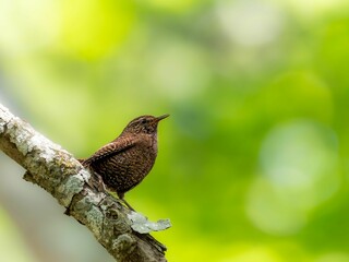 森の中の木陰で枝に留まって静かに周りを見渡しているミソサザイ