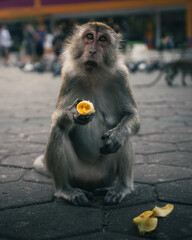 A monkey pulling a funny face while eating a banana