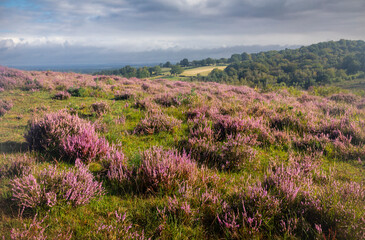 View over the August heather and heathland on the high weald Ashdown Forest east Sussex south east England UK