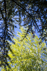 Tree forming the forest  tree trunk  leaves and branches.